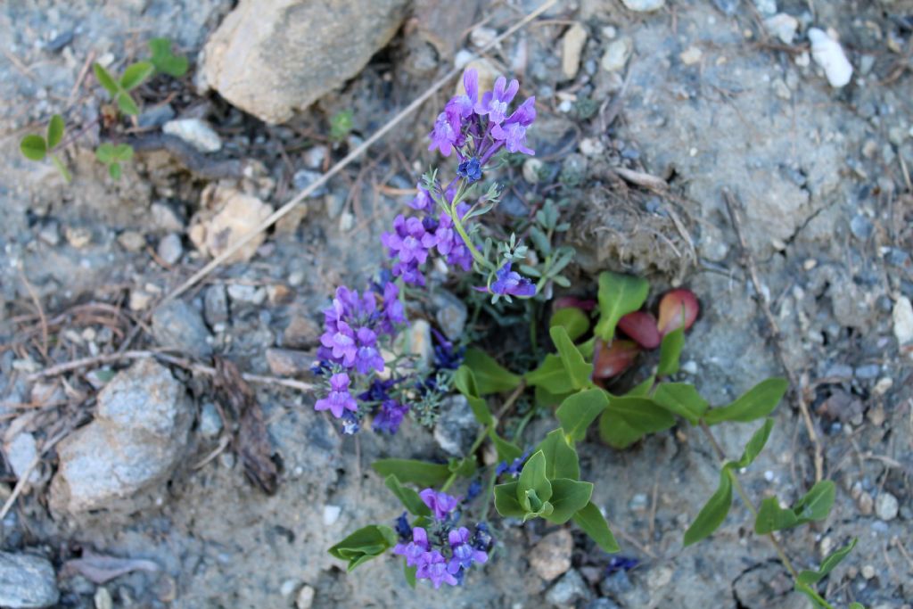Linaria alpina